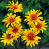 Heliopsis helianthoides var. scabra 'Burning Hearts' - burning hearts smooth ox-eye